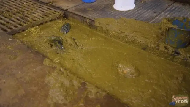 Franky Back In The Manure Channel